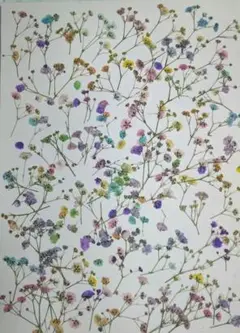押し花　カラフルかすみ草のバラ№172