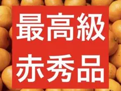 和歌山 有田みかん 10キロ 送料込み 贈答用 sサイズ 赤秀品 最高級品 早生