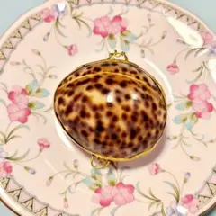 ①シプレアタイガー　貝殻の小物入れ　シェル　コンパクト　ケース　アンティーク