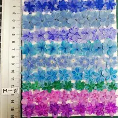 紫陽花　てまりてまり　　NoM-31　染色と自然　　押し花　押し花素材