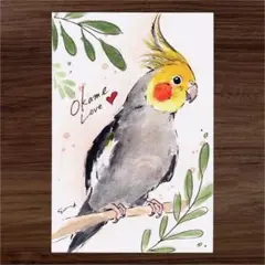 イラスト 原画 ポストカード 絵 【オカメインコ】33