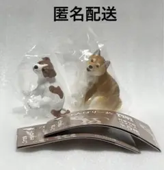 ふんばり〜ぬ　柴犬　ジャックラッセルテリア