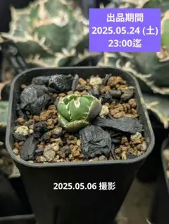 2025年最新】agave dennisの人気アイテム - メルカリ
