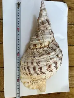 ホラ貝 33cm 即決の方のみ値下げ可 ホラ貝 33cm 即決の方のみ値下げ可