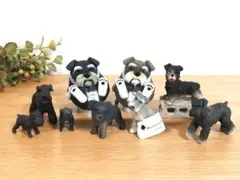 ミニチュアシュナウザー 大量セット