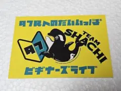 team shachi ビギナーズライブ 特典ステッカー