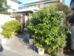 たまごん様専用 島とうがらしとハバネロ 苗木