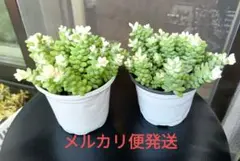 2025年最新】ビアホップ 雪花玉の人気アイテム - メルカリ