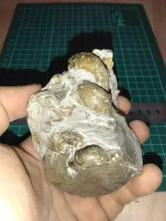 Item thumbnail for item 9702174d-f692-4a0f-a59f-2aa1d9aebdfe