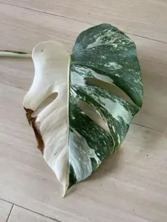 斑入り モンステラ ホワイトタイガーハーフムン Monstera 3-12