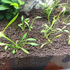 クリプトコリネ パルバ 5株