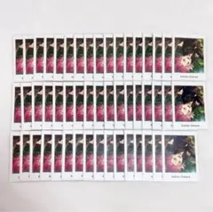 桜河こはく ぱしゃっつ Private