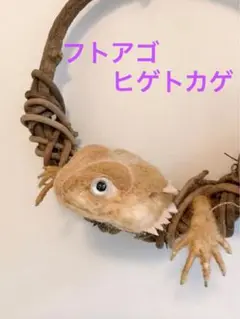 山葡萄のリースからひょっこりフトアゴさん