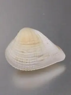 Item thumbnail for item c3ebf3c1-cbd3-44a1-a06d-2ce406a79a4a