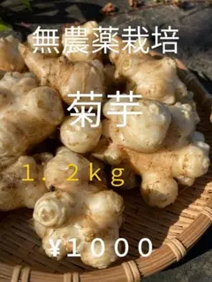無農薬栽培『菊芋』1.2kg入り