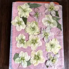 押し花素材　クリスマスローズ　ふしぎな花倶楽部
