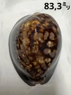 貝殻標本(沖縄の青い海の宝)ハチジョウダカラ