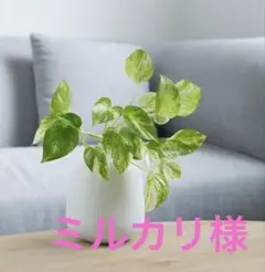 Item thumbnail for item 2a7c853d-0ac0-4611-bbb3-fa76f3a7c084