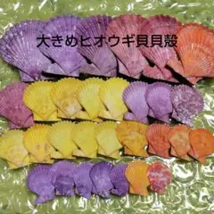 大きめヒオウギ貝貝殻/30枚