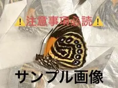 2025年最新】アグリアス 標本の人気アイテム - メルカリ