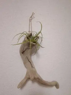 Item thumbnail for item a94c6e0e-167f-4776-8c82-79e7ec959472