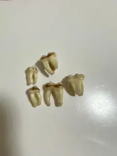 熊牙　熊歯　熊の牙　奥歯　ツキノワグマ牙　新品　送料無料