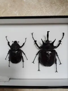2025年最新】マルスゾウカブト標本の人気アイテム - メルカリ