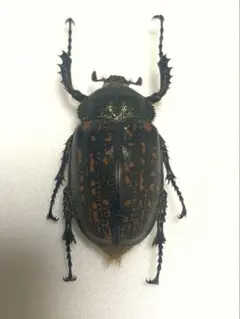 ※貴重！大型　タイ産ゲストロイテナガコガネ　♂野外標本 2025年最新】テナガコガネ 標本の人気アイテム - メルカリ