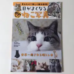 見るだけで楽しく視力回復目がよくなるかわいいねこ写真
