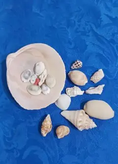 貝殻セット(宮古島海岸)