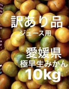 愛媛県 極早生みかん 柑橘 10kg
