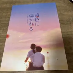茜色に焼かれる　パンフレット 尾野真千子　石井裕也