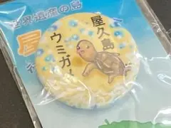 屋久島　ウミガメ　缶バッチ　１個【匿名配送】