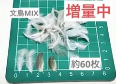 増量中 鳥の羽　フェザー　文鳥MIX 約100枚
