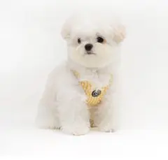 Item thumbnail for item a4ef0dc1-a999-424f-8e25-d2465af68069