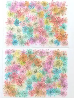 押し花 素材 訳あり レースフラワー No.20
