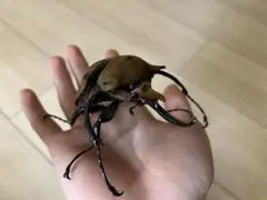 2025年最新】エレファスゾウカブト 標本の人気アイテム - メルカリ