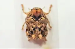 南米コブハムシの仲間 2