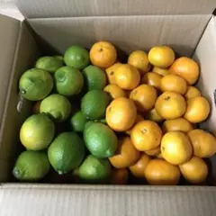 広島県産 瀬戸内産 無農薬みかん 1.4㎏