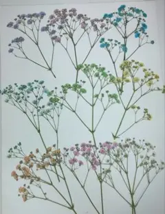 押し花　カラフルかすみ草　№162