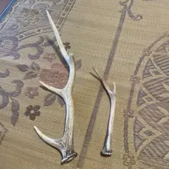 鹿の角 大小セット