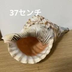 ホラ貝 和太鼓