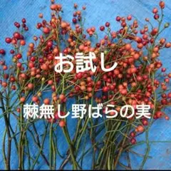 お試し 棘無し野ばらの実