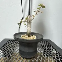 植木鉢　VALIEM デビル　Ｍサイズ 植木鉢 VALIEM デビル Mサイズ VALIEM MONSTER MOUTH BOWL