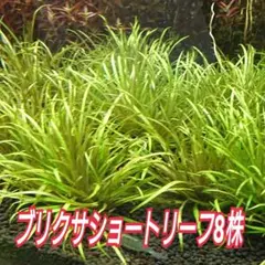 【メルカリ便】ブリクサショートリーフ8株‼️