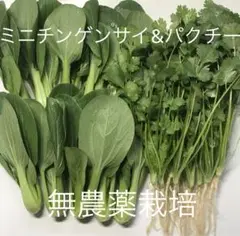 ミニ青梗菜とパクチーのセット