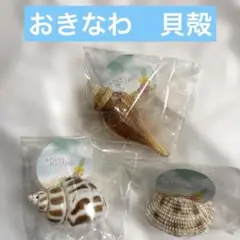 貝殻　3点　沖縄土産