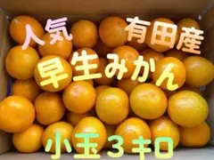 農家直送 鮮度抜群!!♡甘い有田みかん♡ 3キロ