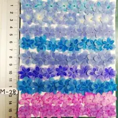 紫陽花　てまりてまり　　NoM-28　染色と自然　　押し花　押し花素材　@850