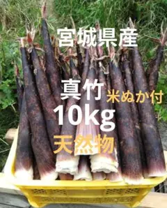 千葉県産無農薬たけのこ10kg 803c97dca9b4dc1fcad49b9145c10f